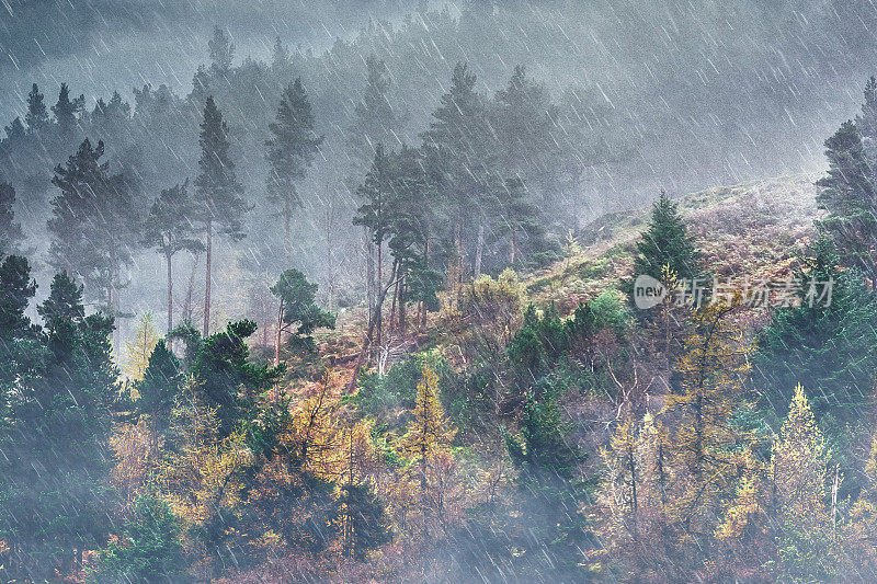 雨落在山上的松林里