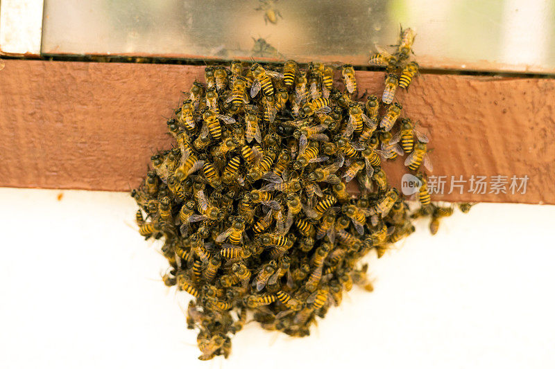 一大群野生泰国蜜蜂