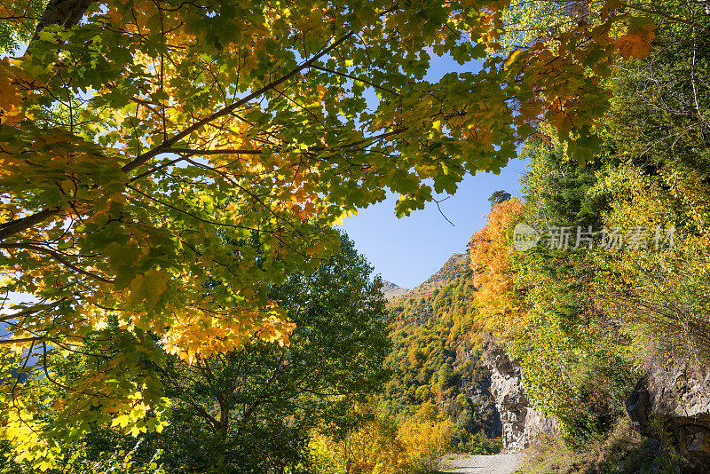 乌斯卡的奥德萨比利牛斯，西班牙布贾鲁洛山毛榉林的秋天
