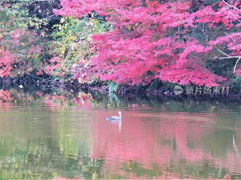 日本。11月。秋色映在池塘面上。