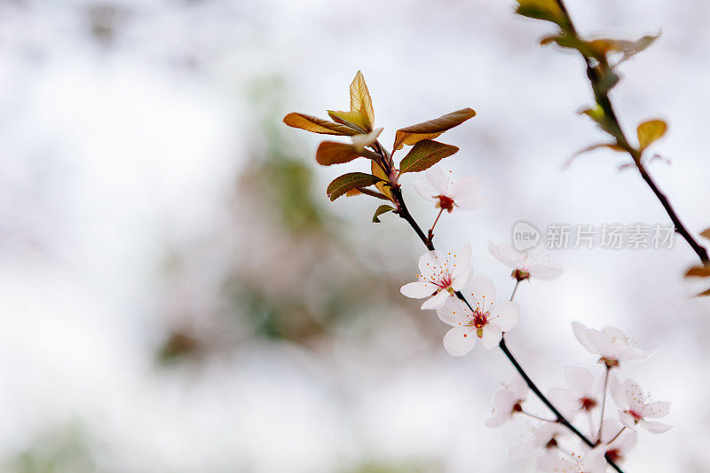 樱花在春天盛开