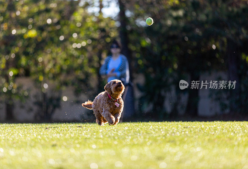 迷你金色涂鸦追逐网球