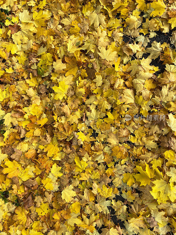 停机坪小路上秋色枫叶堆满画面，黄色的落叶，高高望去