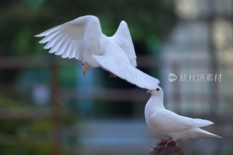 森林里的鸽子