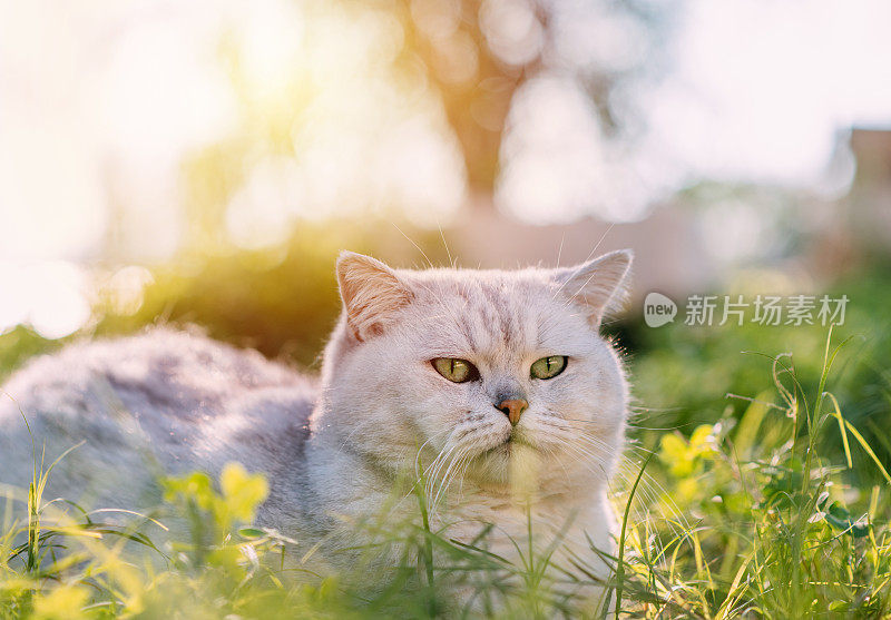 英国短毛猫躺在绿草地上