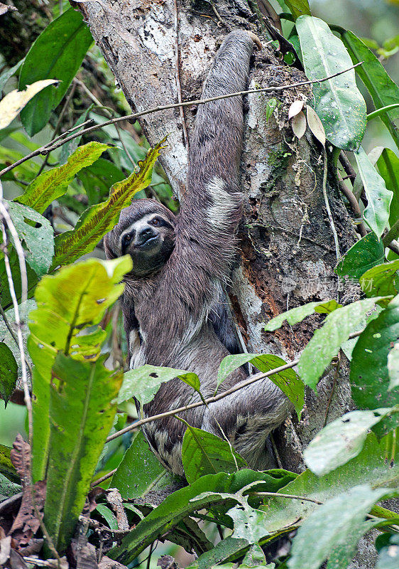 南美洲厄瓜多尔亚马逊河，三趾树懒栖息在树干上。