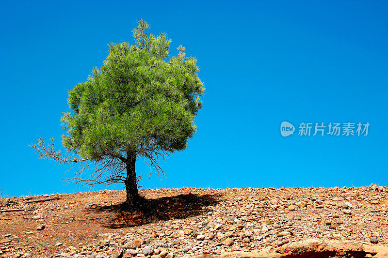 在贫瘠的土地上，一棵孤零零的树，天空湛蓝