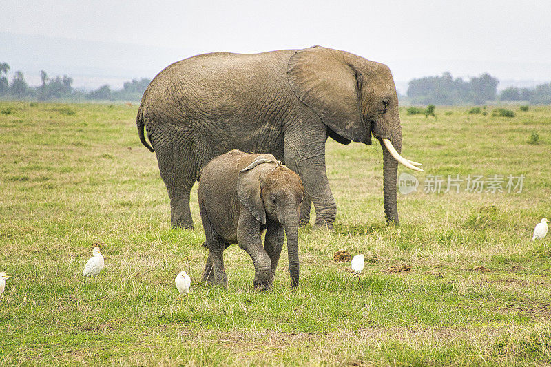 肯尼亚安博塞利国家公园的大象