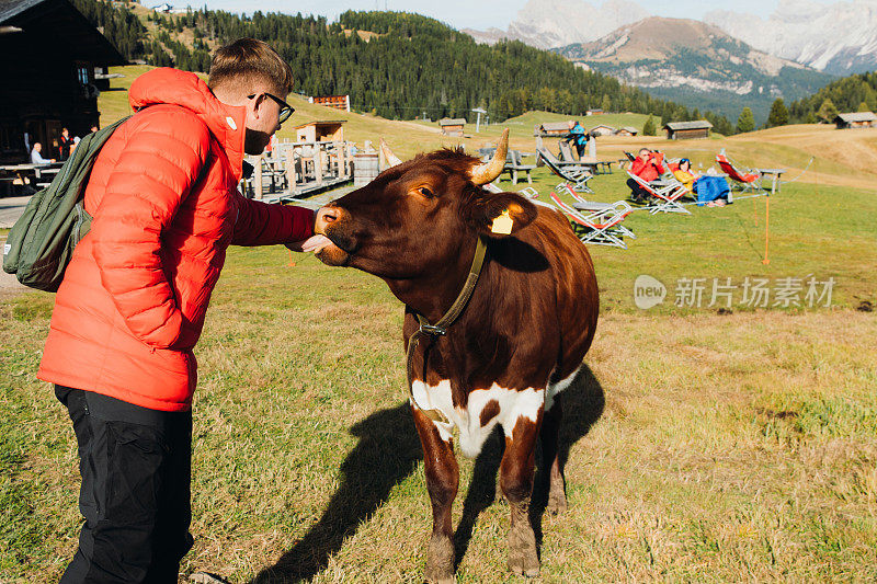 在阿尔卑斯山的白云石山脉，一名男性旅行者在阿尔卑斯山的牧场上抚摸着一头奶牛