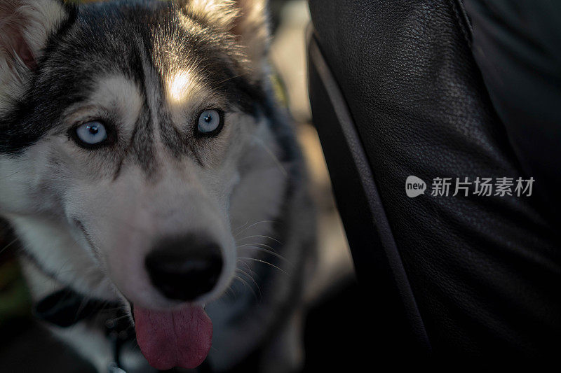 哈士奇雪橇犬，旅行宠物