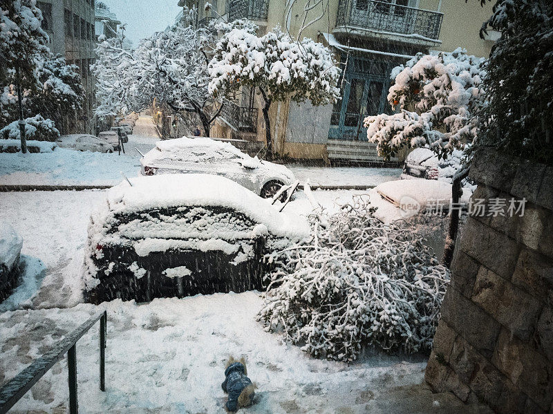 在一场大雪中，一棵大树倒在了汽车之间