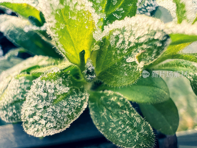 冬天一种绿色的冰冻花园植物。