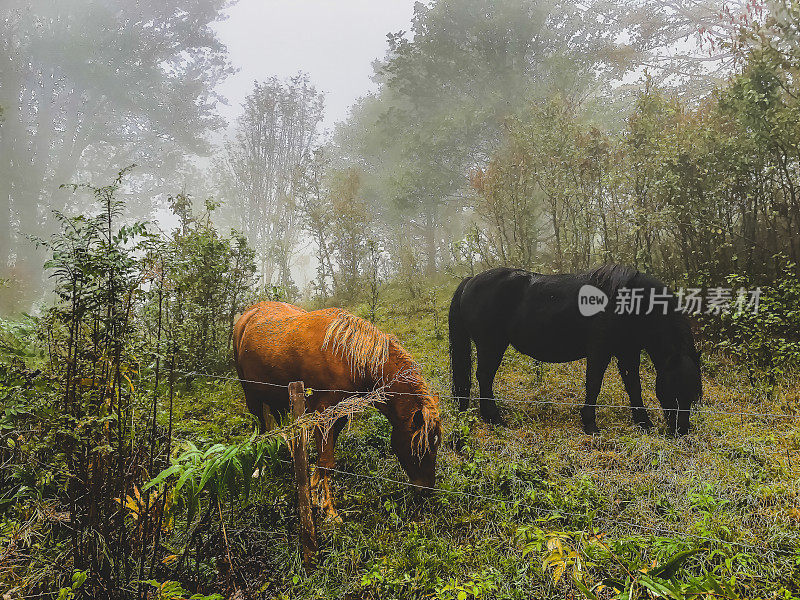 一些马在黑森林里吃东西。