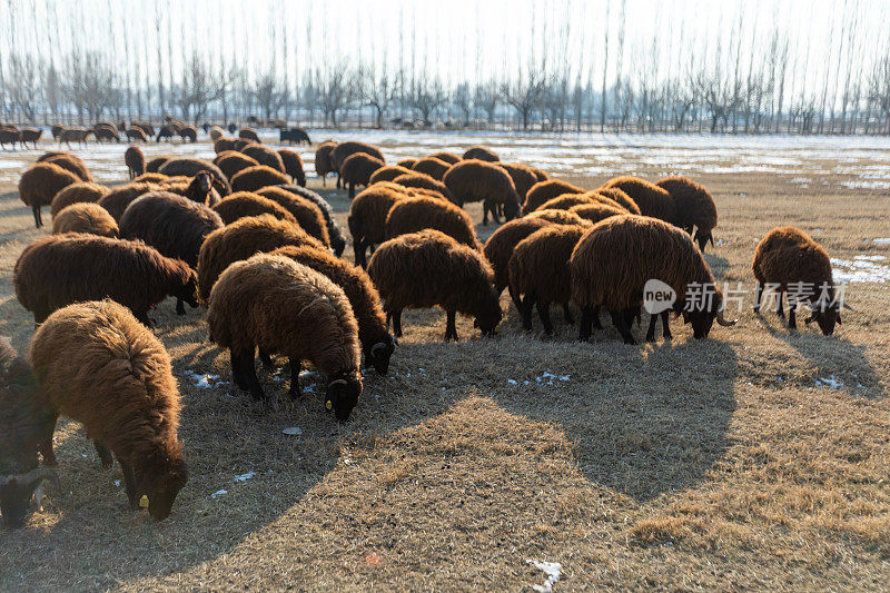 Sheeps行尸走肉