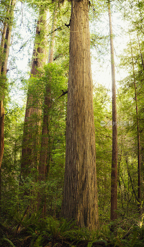 加州森林中的巨型红杉