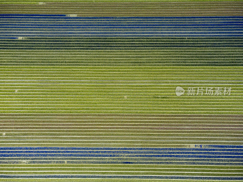 从空中看，风信子花盛开在田野里