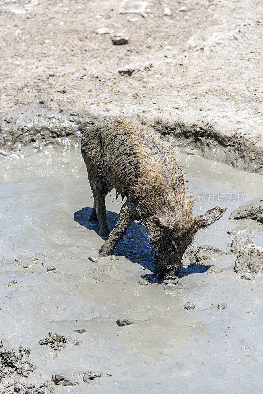 希腊罗德岛，一头在泥里寻找食物的野猪
