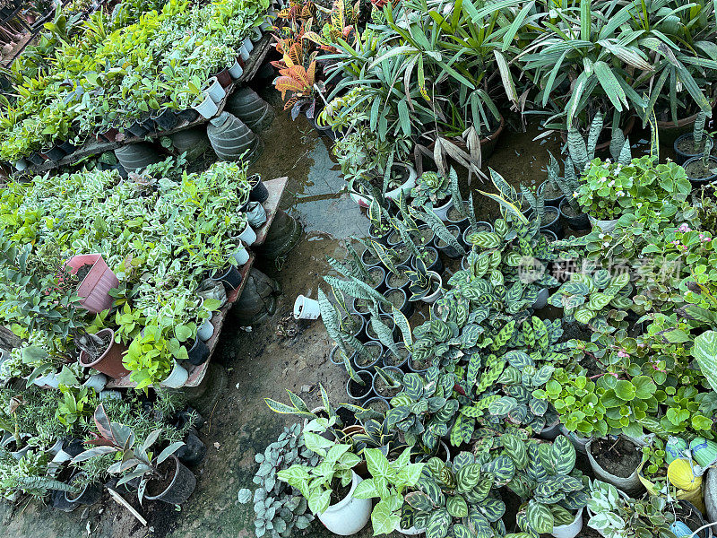 特写图像盆景热带植物和灌木在花园中心显示在印度，升高的观点，重点在前景