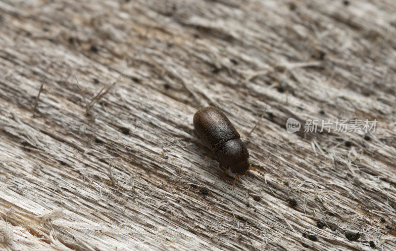 微小的树真菌甲虫，顺bidentatus在木材上