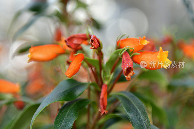 高凉菜属花