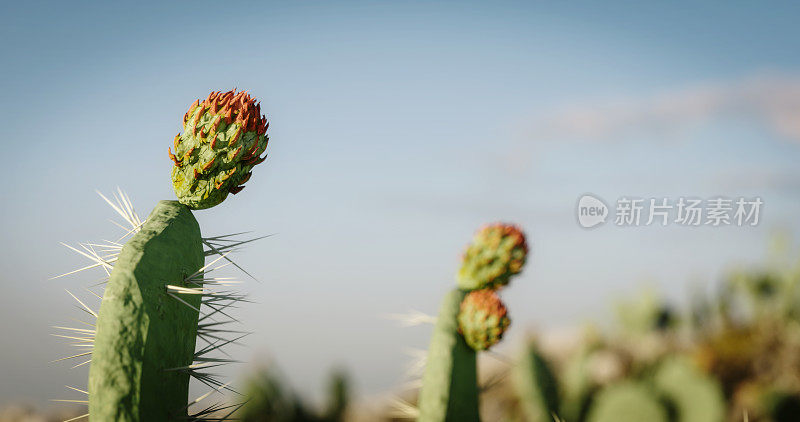 开花Opuntia