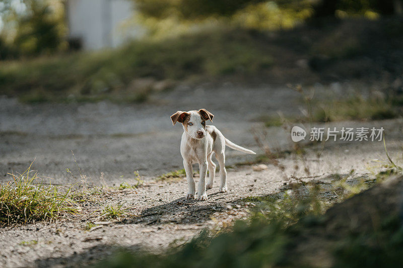 小狗在公园里散步