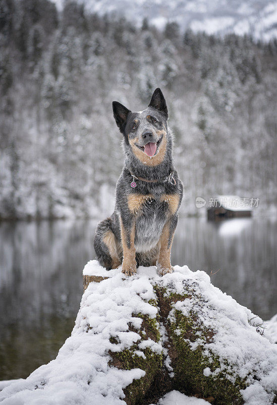 纯种母狗在雪地里摆姿势