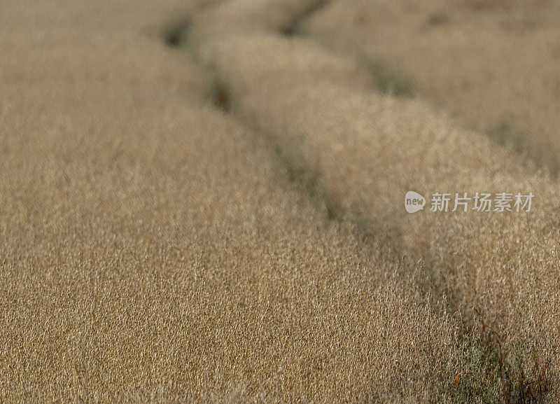 夏天的麦田