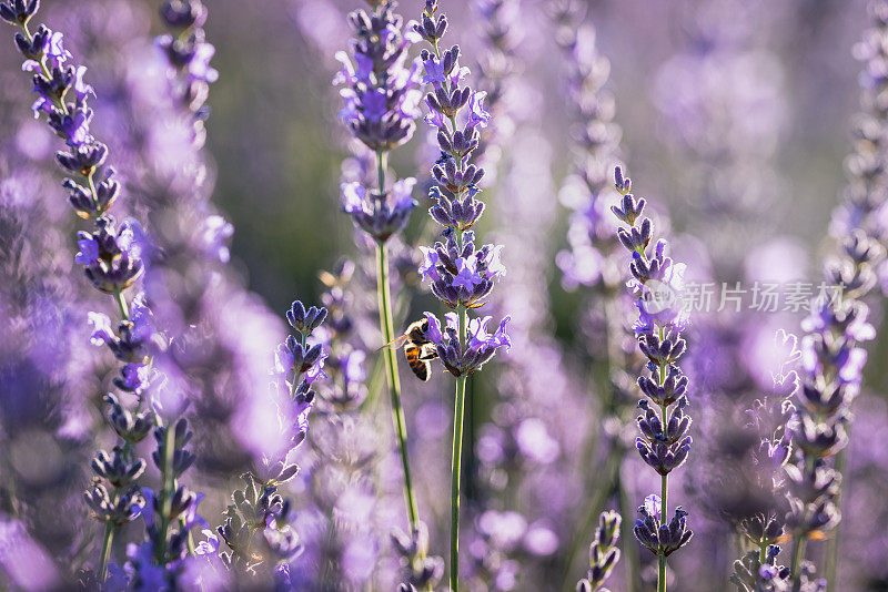 蜜蜂在薰衣草花的侧视图