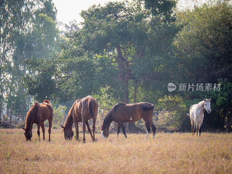 在泰国，马在干燥的夏季牧场上吃草