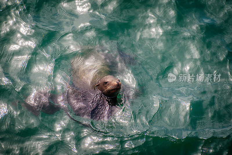 海豹游泳