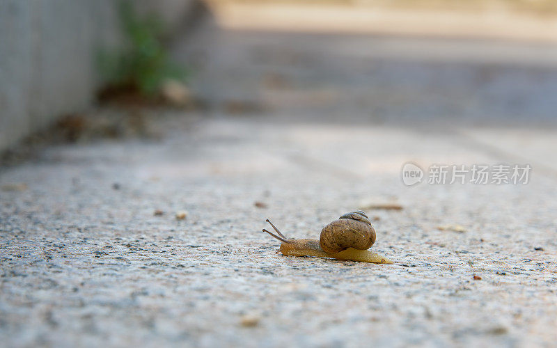 蜗牛在路上爬行
