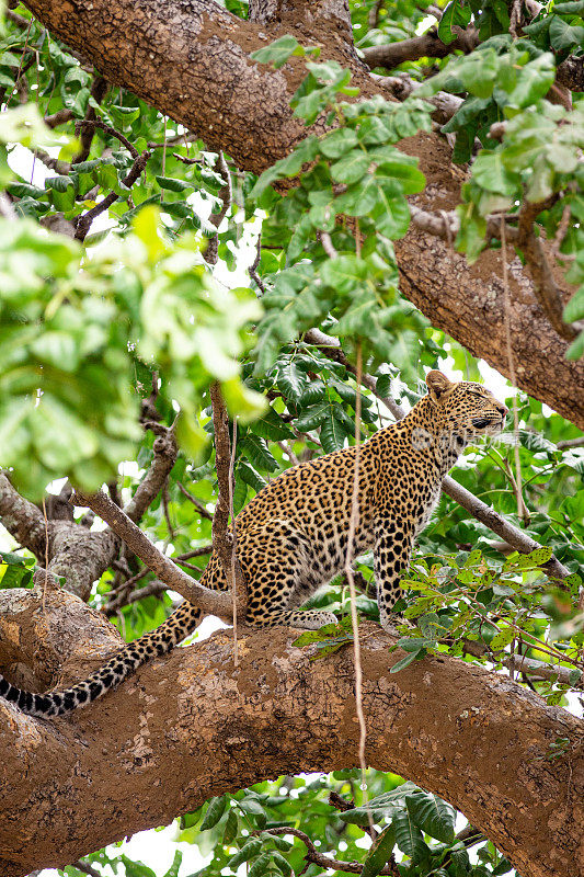 雌性非洲豹坐在树枝上