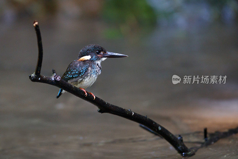 翠鸟鸟:成年雄性蓝带翠鸟。