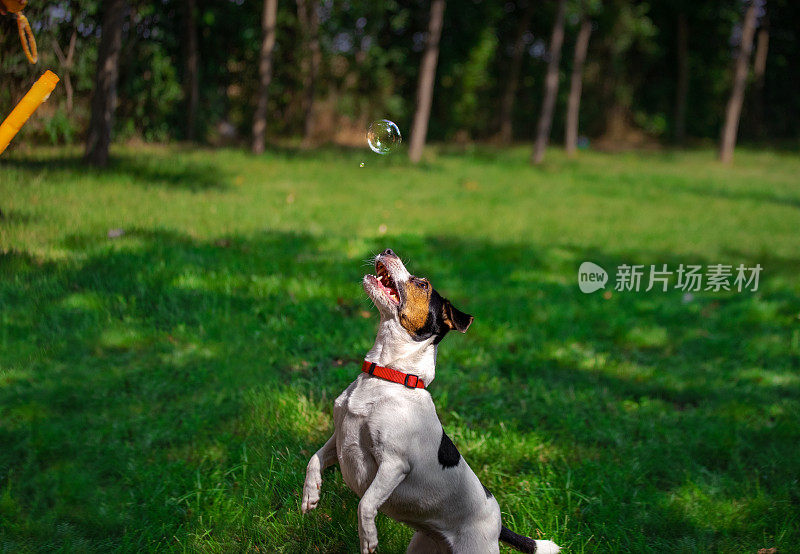 狗狗在玩耍时集中注意力