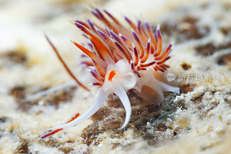 海洋生物裸鳃海蛞蝓水下美女水肺潜水员的观点