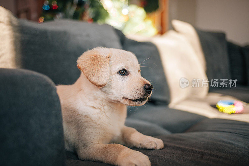 拉布拉多猎犬小狗在沙发上玩玩具