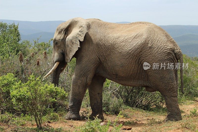在丛林的灌木丛和植物附近行走的巨大的泥泞大象