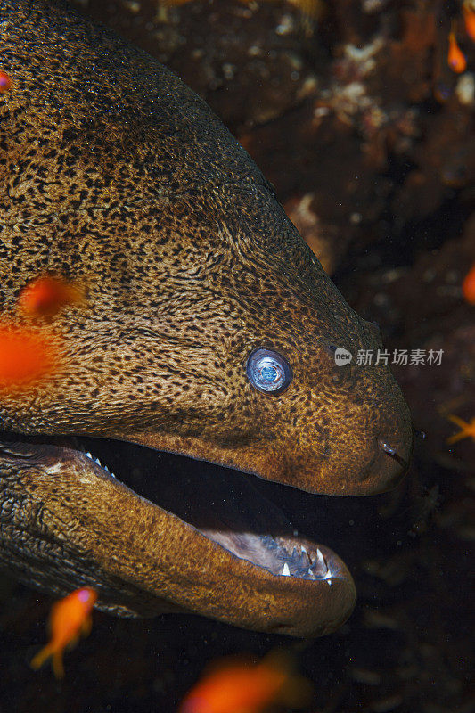 海洋生物水下珊瑚和鱼类红海的巨型海鳗