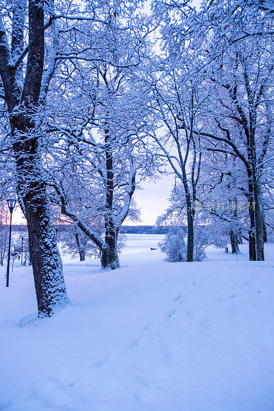 冬季景观，城市公园和树木在雪和白霜。日落