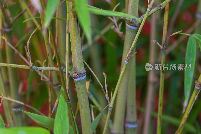 一种盆栽竹植物，叫做毛竹。如何种植竹子的概念