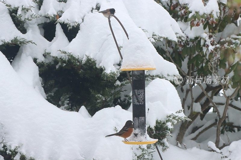 雪中的两只鸟在喂食器旁