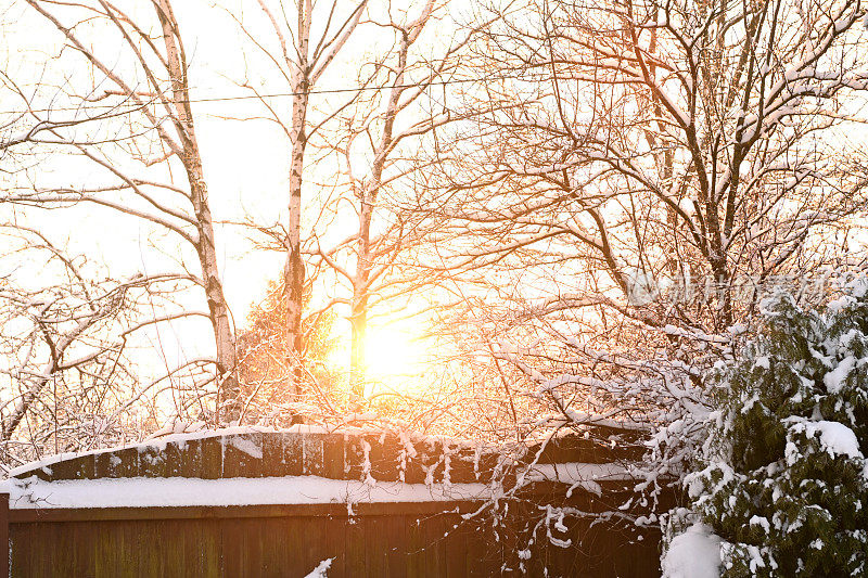 后院花园里的树被雪覆盖着