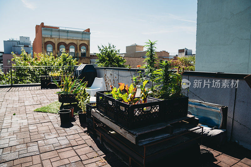 阳光明媚的日子里，布什维克的一个带菜园的屋顶