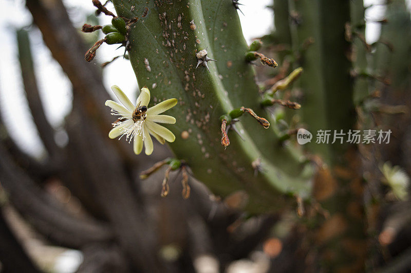 蜜蜂在花上，仙人掌花上