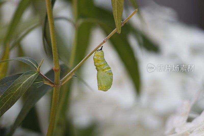 黑脉金斑蝶毛虫，变成蛹