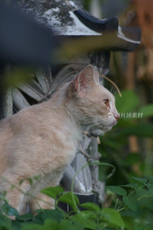 我的橙色宠物猫