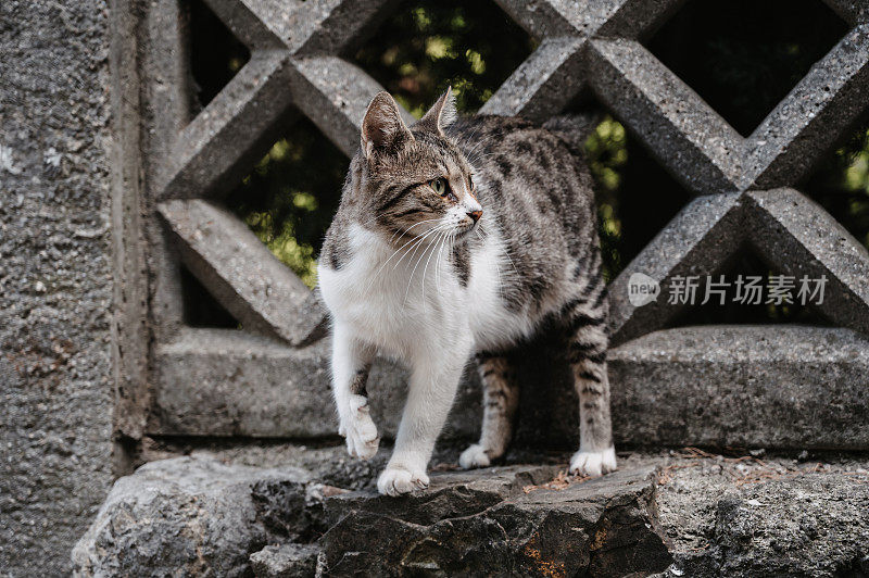 一只有斑点的流浪猫沿着栅栏附近的街道走着。Gurzuf猫。