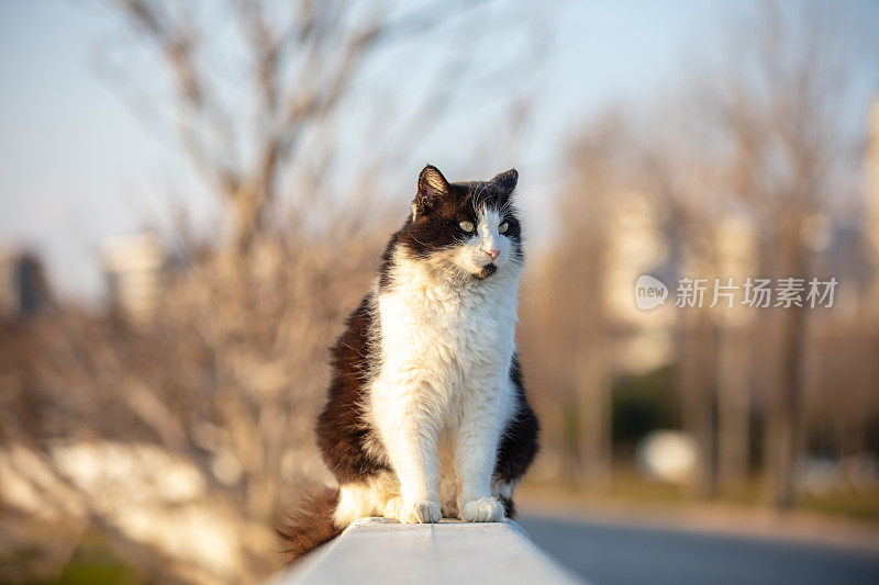 黑白流浪猫。