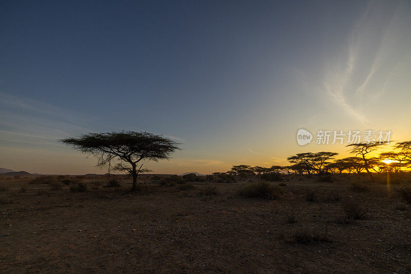 宁静的剪影裸露的树木和植物在干旱的景观在日落时的蓝天在肯尼亚国家公园，东非
